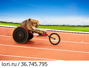 Cheetah disabled sportsman athlete on race track. Стоковое фото, фотограф Сергей Новиков / Фотобанк Лори