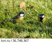 Две синицы (лат. Parus major) Стоковое фото, фотограф Галина Савина / Фотобанк Лори