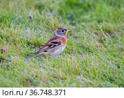Вьюрок или юрок (Fringilla montifringilla) - Brambling. Стоковое фото, фотограф Галина Савина / Фотобанк Лори