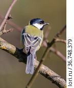Синица (лат. Parus major) Стоковое фото, фотограф Галина Савина / Фотобанк Лори