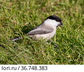 Буроголовая гаичка, или пухляк, (лат. Poecile montanus, англ. willow tit, Black-capped Chickadee) Стоковое фото, фотограф Галина Савина / Фотобанк Лори