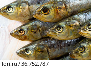 Closeup of salted sardines. Стоковое фото, фотограф Яков Филимонов / Фотобанк Лори