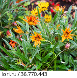 Красивые цветы оранжевой Гацании (Gazania) в осенний день. Стоковое фото, фотограф E. O. / Фотобанк Лори