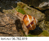 Съедобная улитка или эскарго ползёт по камням. Edible snail or escargot (Helix pomatia) crawls on the rock. Стоковое фото, фотограф Евгений Романов / Фотобанк Лори