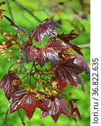 Цветущий клен остролистный, сорт Кримсон Кинг  (Acer  platanoides L., Crimson King) Стоковое фото, фотограф Ирина Борсученко / Фотобанк Лори