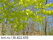 Ветки с молодыми листьями бука лесного (Fagus sylvatica L.). Весна. Стоковое фото, фотограф Ирина Борсученко / Фотобанк Лори
