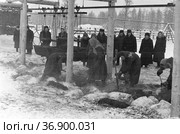 Женщины выкапывают ямы, стоя под деревянными балками в зимнюю погоду, большие чаны свисают рядом с ними, делегация на заднем плане, Чурапчинский район, Якутия, январь 1959. Редакционное фото, фотограф Варфоломей Тетерин / Фотобанк Лори