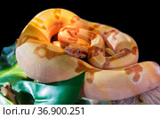 Удав императорский.  ( лат. Sunglow Max Carame) (англ. Boa Imperator) Стоковое фото, фотограф Галина Савина / Фотобанк Лори