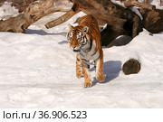 Амурский тигр (лат. Panthera tigris altaica) Стоковое фото, фотограф Щеголева Ольга / Фотобанк Лори