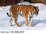 Амурский тигр (лат. Panthera tigris altaica) Стоковое фото, фотограф Щеголева Ольга / Фотобанк Лори
