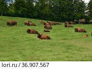 Bison graze in summer pasture Park canadien. Стоковое фото, фотограф Irina Kuchugurina/Gaudy / Фотобанк Лори
