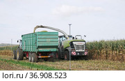 Preparation of animal food in agricultural complex. Tractor digging big pile of minced maize. Стоковое видео, видеограф Яков Филимонов / Фотобанк Лори
