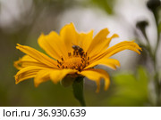 Flowering Tithonia diversifolia aka tree marigold, natural macro floral background. Стоковое фото, фотограф Tamara Kulikova / Фотобанк Лори