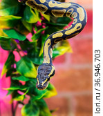 Королевский питон. Royal Python, Ball Python. Стоковое фото, фотограф Галина Савина / Фотобанк Лори