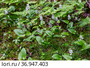 Майник двулистный (лат. Maianthemum bifolium). Россия. Северная Карелия. Стоковое фото, фотограф Наталья Осипова / Фотобанк Лори