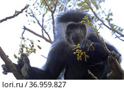 Королевский колобус (Colobus) Стоковое фото, фотограф EgleKa / Фотобанк Лори