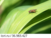 Крупная муха на зеленом листе (Комнатная муха, Musca domestica) Стоковое фото, фотограф Щеголева Ольга / Фотобанк Лори