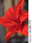 Bright red flower of the bulbous houseplant Hippeastrum. Стоковое фото, фотограф Елена Бобкова / Фотобанк Лори