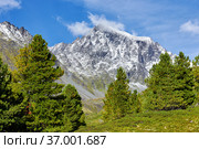 Young Siberian cedars on the background of a mountain peak (2014 год). Редакционное фото, фотограф Виктор Никитин / Фотобанк Лори