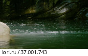 Кавказские горы. Каньон реки Кудепста. Субтропический лес. The Caucasus Mountains. Kudepsta River Canyon. Subtropical forest. Стоковое видео, видеограф Евгений Романов / Фотобанк Лори