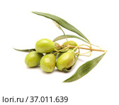 Agriculture of Gran Canaria - small twigs of olive tree Olea europaea from Tirajana municipalities, isolated on white. Стоковое фото, фотограф Tamara Kulikova / Фотобанк Лори