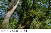 Кавказские горы. Каньон реки Кудепста. Дерево, покрытое мхом. The Caucasus Mountains. Kudepsta River Canyon. A tree covered with moss. Стоковое видео, видеограф Евгений Романов / Фотобанк Лори