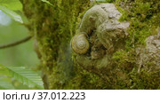 Кавказские горы. Улитка на стволе дерева. The Caucasus Mountains. A snail on a tree trunk. Стоковое видео, видеограф Евгений Романов / Фотобанк Лори