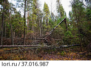 Бурелом. Стоковое фото, фотограф Макаров Алексей / Фотобанк Лори