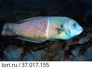 Губан (Halichoeres wrasses). Морская рыба. Стоковое фото, фотограф Татьяна Белова / Фотобанк Лори