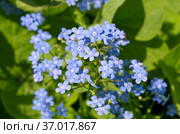 Брунера крупнолистная (лат. Brunnera macrophylla) в саду крупным планом. Стоковое фото, фотограф Елена Коромыслова / Фотобанк Лори