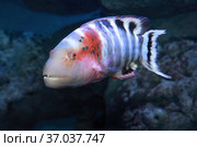 Краснозобый губан  Cheilinus fasciatus. Стоковое фото, фотограф Татьяна Белова / Фотобанк Лори