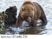 Huge mother Kamchatka brown bear with two bear cubs fishing red salmon fish during spawning in river. Стоковое фото, фотограф А. А. Пирагис / Фотобанк Лори
