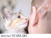 A small multi-colored, ginger kitten with mutilated blind eyes close to the girl's cheek. Close-up. Стоковое фото, фотограф Oksana Stasenko / Фотобанк Лори