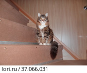 Кот Барсик. Стоковое фото, фотограф Александр Логинов / Фотобанк Лори