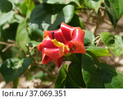 Blooming Talipariti Elatum or Hibiscus Elatus. Стоковое фото, фотограф Irina Opachevsky / Фотобанк Лори