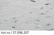 A flock of fish inside the fish farm, breeding commercial fish in the fish farm. Стоковое видео, видеограф Dzmitry Astapkovich / Фотобанк Лори
