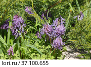 Хохлатка Галлера, или Хохлатка плотная (лат. Corydalis halleri, Corydalis solida ) цветет на клумбе весной. Стоковое фото, фотограф Елена Коромыслова / Фотобанк Лори