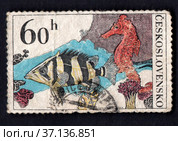 Postage stamp of Czechoslovakia with the image of fish. Sea Horse. Стоковое фото, фотограф Александр Птах / Фотобанк Лори