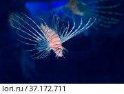 Рыба Красная крылатка Red lionfish (Pterois volitans) Стоковое фото, фотограф Галина Савина / Фотобанк Лори