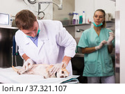 Dog undergoing surgery at vets. Стоковое фото, фотограф Яков Филимонов / Фотобанк Лори