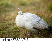 Белый павлин самка сидит на траве. Стоковое фото, фотограф Игорь Низов / Фотобанк Лори
