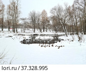 Городские утки зимуют на реке в черте города. Стоковое фото, фотограф Мила Демидова / Фотобанк Лори