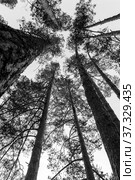 Green kroner of several pines with trunks (2019 год). Редакционное фото, фотограф Алексей Дмецов / Фотобанк Лори