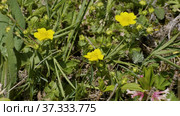 Северный Кавказ. Плато Лаго-Наки. Полевые цветы среди камней. North Caucasus. Lago-Naki Plateau. Wildflowers among the stones. Стоковое видео, видеограф Евгений Романов / Фотобанк Лори