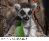 Ring-tailed Lemur Lemur catta sits under a tree and looks away. Стоковое фото, фотограф Фотограф / Фотобанк Лори