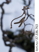 Corylus avellana, contorta, hazelnut tree blossoms on twig on snowy winter. Стоковое фото, фотограф Короленко Елена / Фотобанк Лори