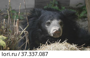 Grizzly bear or black bear (Ursus thibetanus) Стоковое фото, фотограф Фотограф / Фотобанк Лори