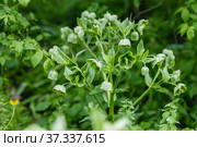 Helleborus foetidus grows and blooms in the garden in spring. Стоковое фото, фотограф Ольга Сейфутдинова / Фотобанк Лори