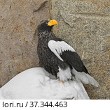 Steller sea eagle (Haliaeetus pelagicus), large diurnal bird of prey in family Accipitridae. Стоковое фото, фотограф Валерия Попова / Фотобанк Лори