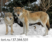 Gray Wolf couple (Canis lupus) look at us. Стоковое фото, фотограф Валерия Попова / Фотобанк Лори